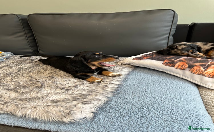 Dachshund dogs - Advert 15