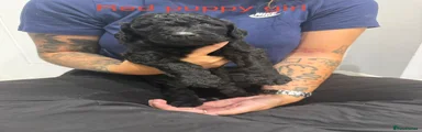 Labradoodle 4
