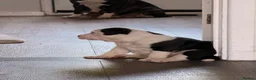 Staffordshire Bull Terrier dogs for sale: STUNNING CHUNKY STAFFY PUPPIES  - Advert 22