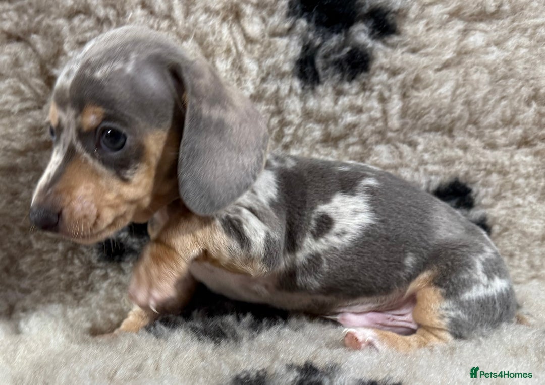 Miniature Dachshund dogs for sale: Miniature dachshund - Image 16