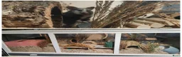 Hamster rodents for sale: 4 beautiful hamsters with thier enclosures - Advert 2