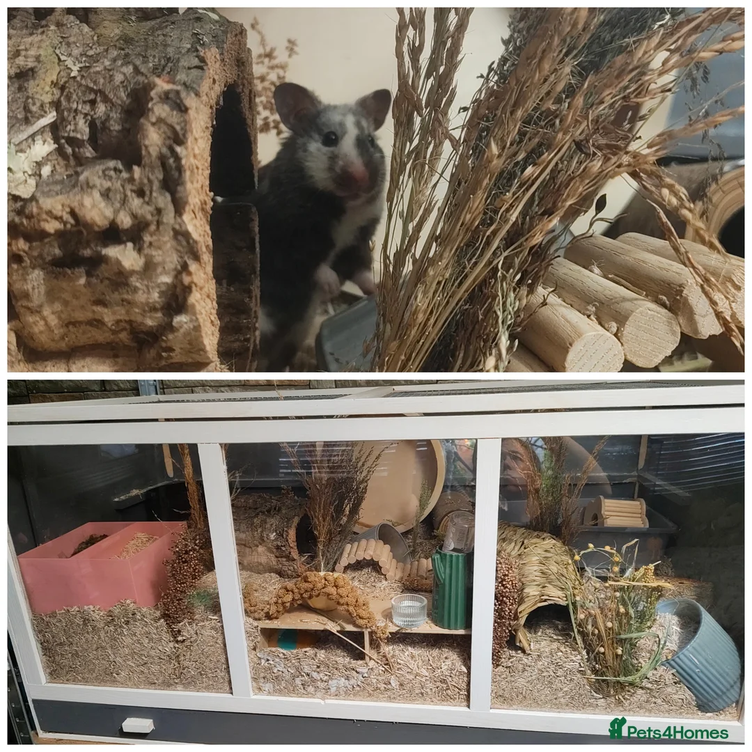 Hamster rodents for sale: 4 beautiful hamsters with thier enclosures - Advert 2