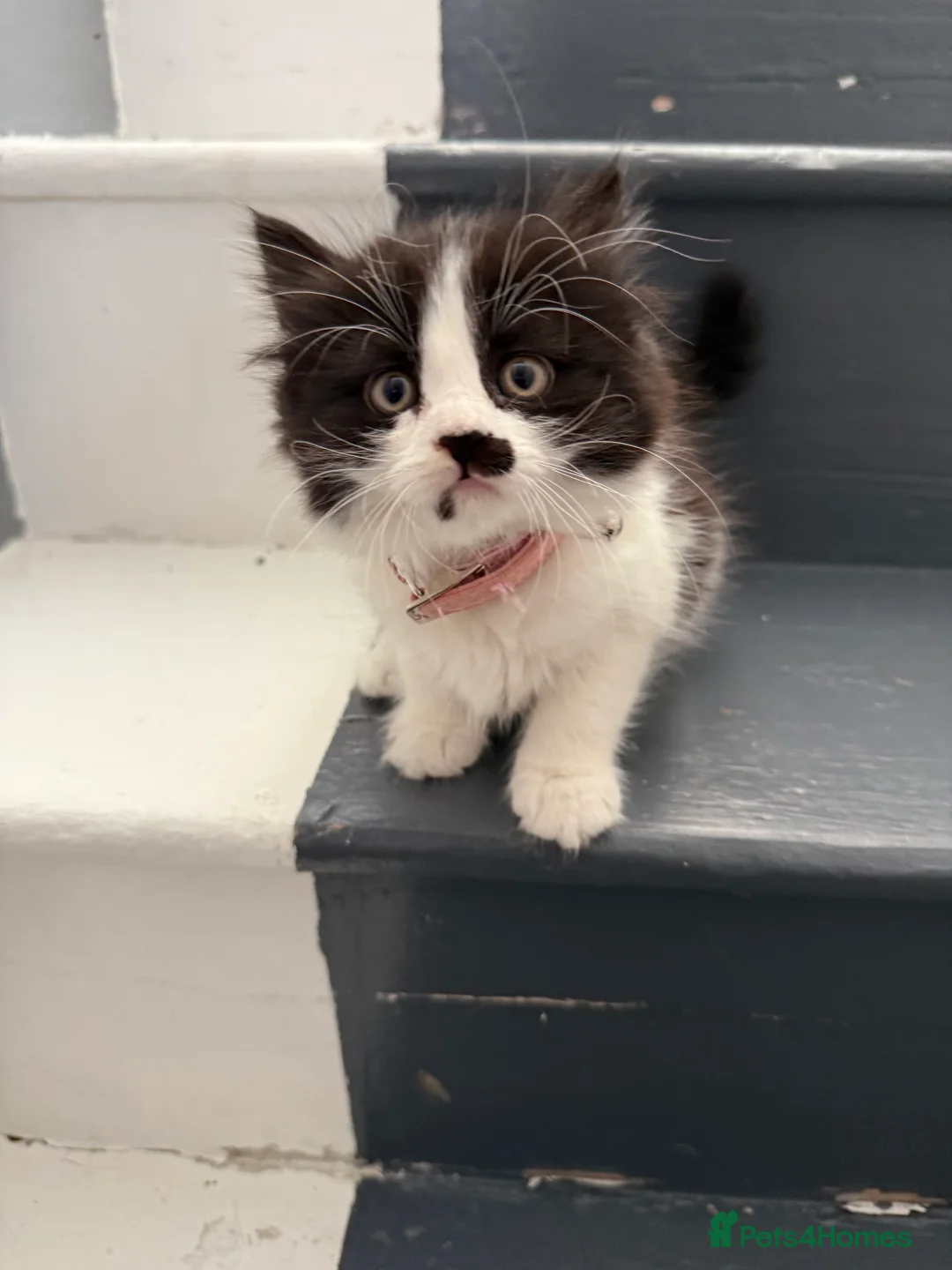 Ragcoon cats for sale: RAGCOONS  - Advert 5