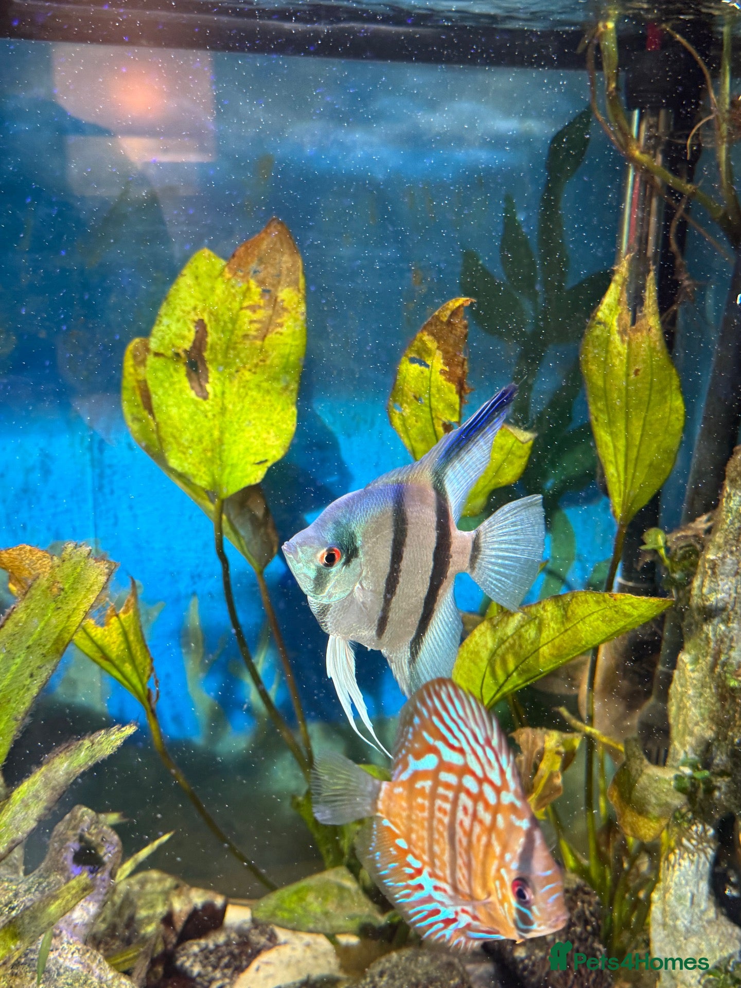 Angelfish fish Tropical fish for sale please read the description - Advert 1