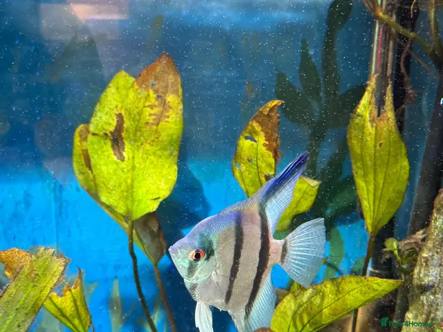 Angelfish fish for sale: Tropical fish for sale please read the description - Advert 1