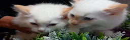 Ragdoll cats for sale: Beautiful overly friendly ragdoll kittens. - Advert 7
