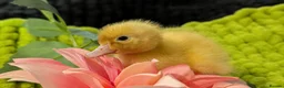 Ducks poultry for sale: Our gorgeous little ducklings have arrived! 🥰🐣 - Advert 9