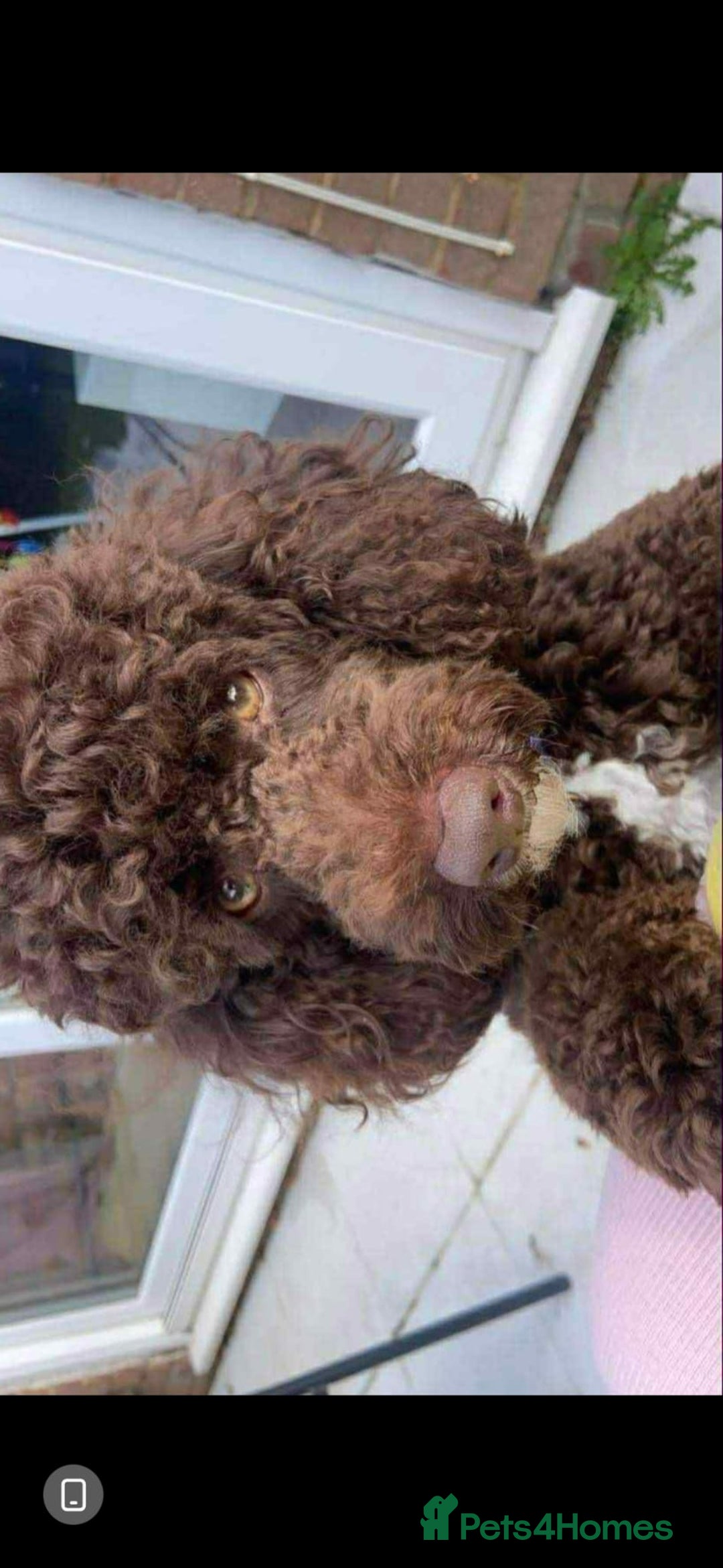 Labradoodle dogs for sale: Stunning F3 miniature labradoodles!  - Advert 35