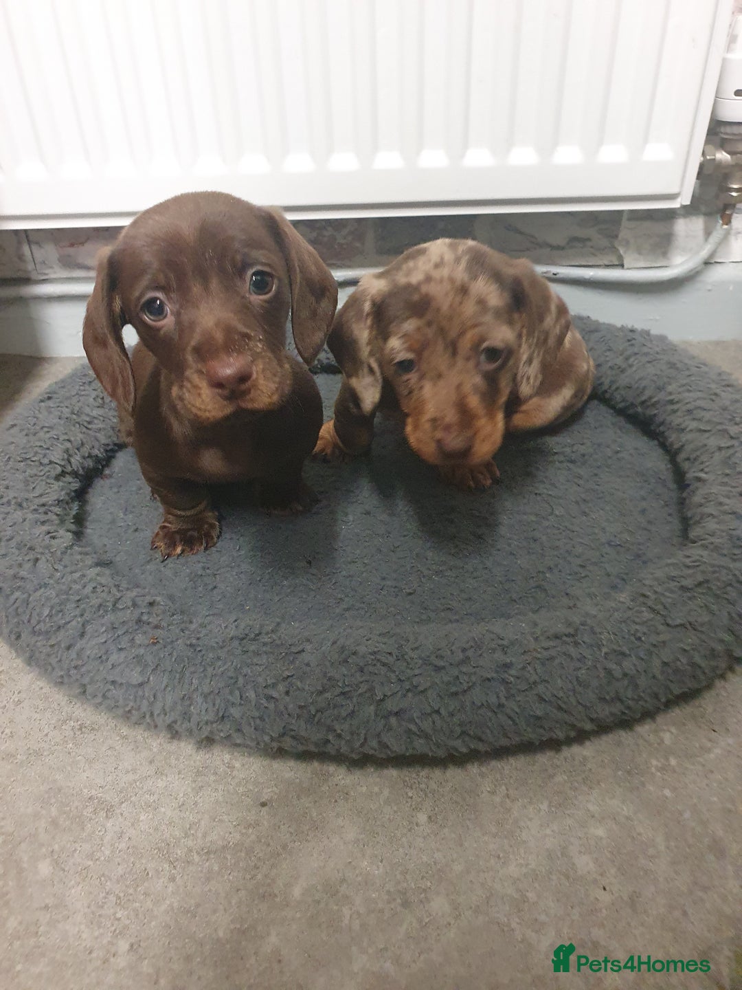 Miniature Dachshund dogs for sale: Miniature  dachshunds  - Advert 3
