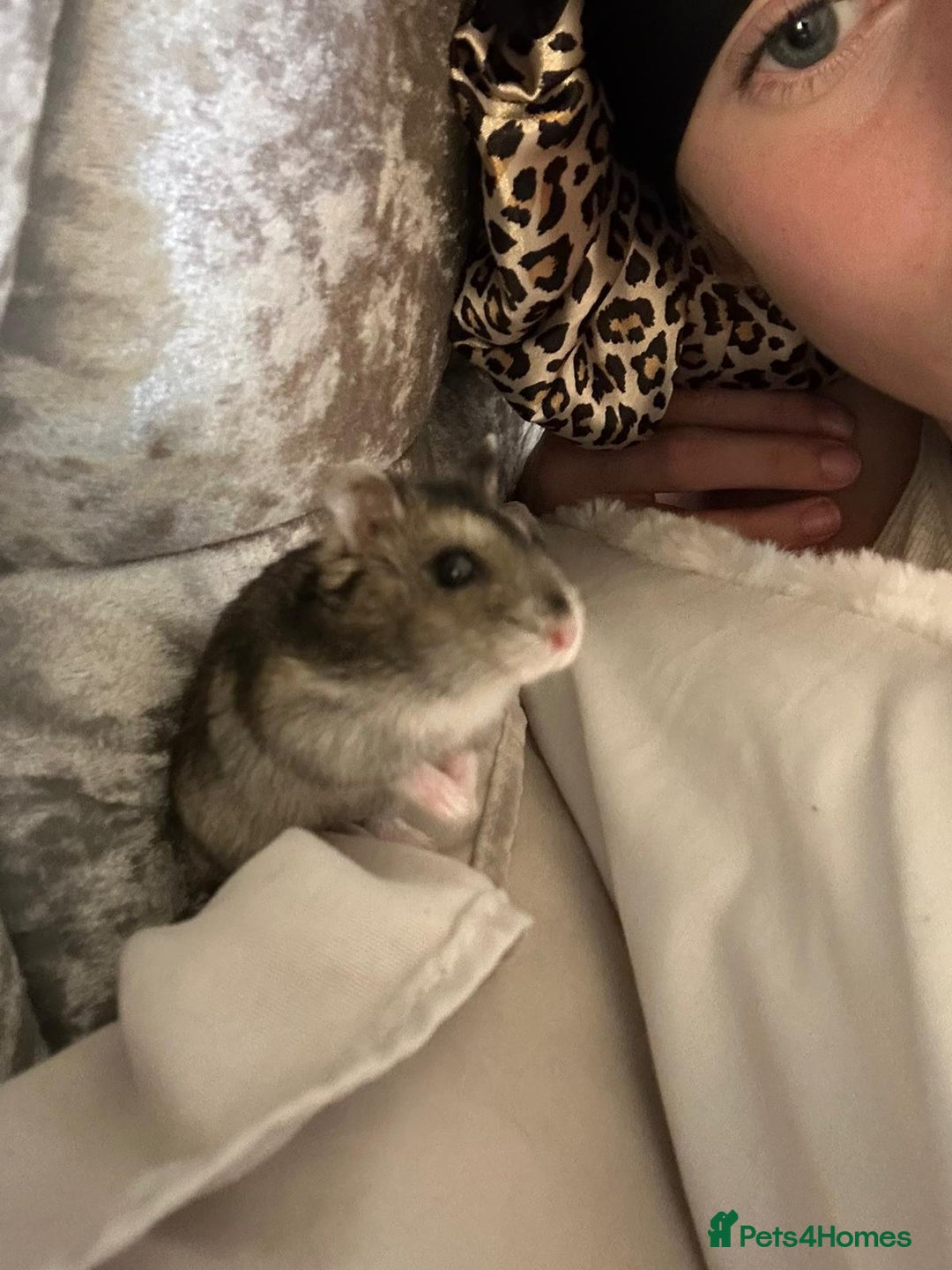 Hamster rodents for sale: Honey the hamster  - Advert 1