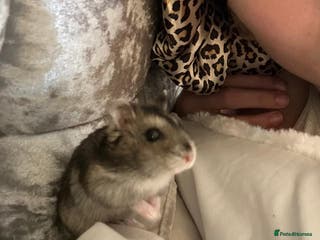 Hamster rodents Honey the hamster - Advert 1