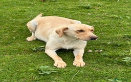 Labrador Retriever dogs for sale: Cream Adult Female Labrador  - Image 4