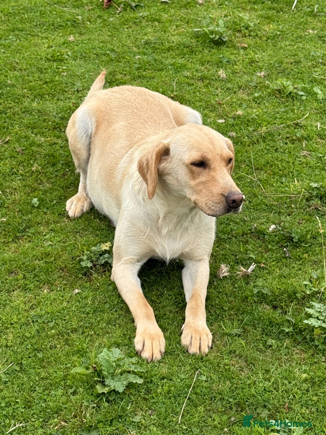 Labrador Retriever dogs for sale: Cream Adult Female Labrador  - Image 4