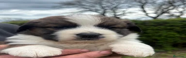 Bernese Mountain Dog Puppy 3