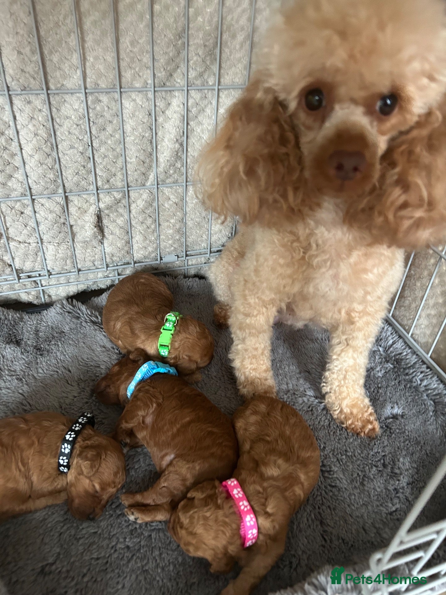 Toy Poodle dogs KC Red Toy Poodles DNA clear - Advert 12