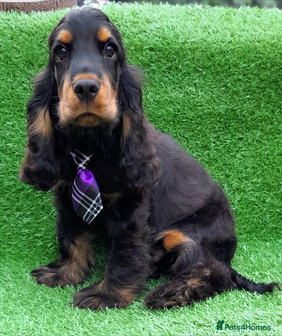 Cocker Spaniel dogs for stud: Show cocker spaniel stud in Brentwood - Image 10