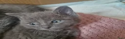 British Shorthair cats for sale: Adorable British shorthair cross kittens for sale in Chatham - Advert 15
