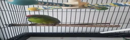 Parrots birds for sale: Beautiful Kakariki and cage in Edinburgh - Advert 2