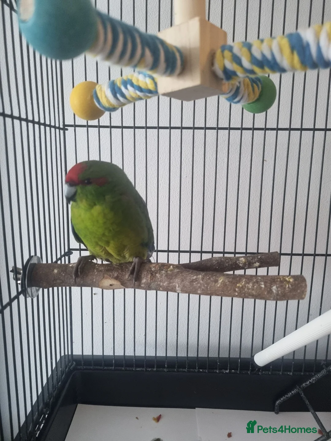 Parrots birds for sale: Beautiful Kakariki and cage in Edinburgh - Advert 2