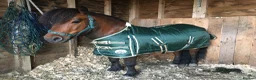 Shetland pony horses for sale: Child’s best friend  in Burton-on-Trent - Advert 18