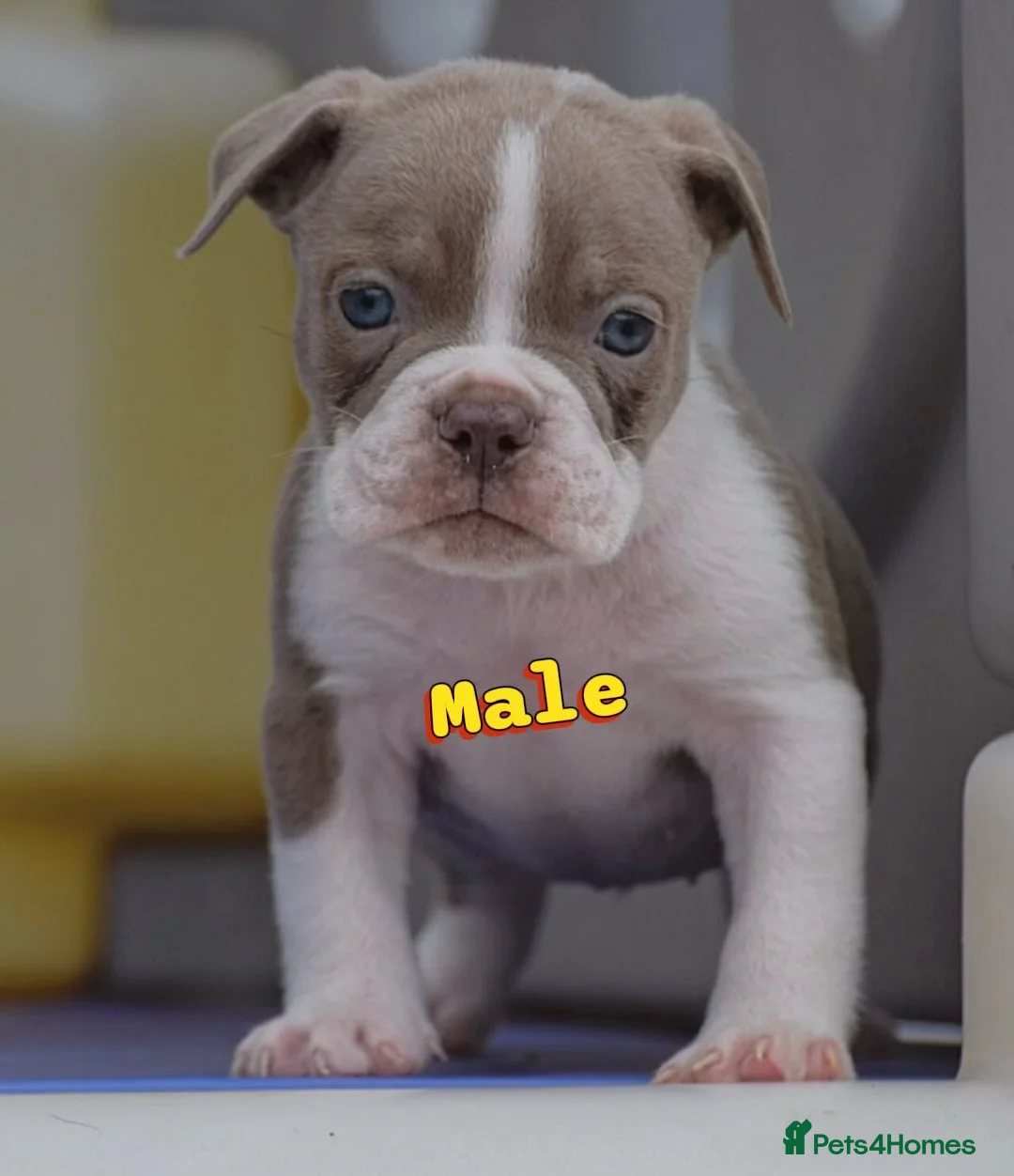 Olde English Bulldogge dogs for sale: Uk’s Longest & Most Reputable todate.  - Advert 2
