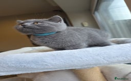 British Shorthair cats for sale: Festive Season Ready – GCCF BSH Kittens - Image 3