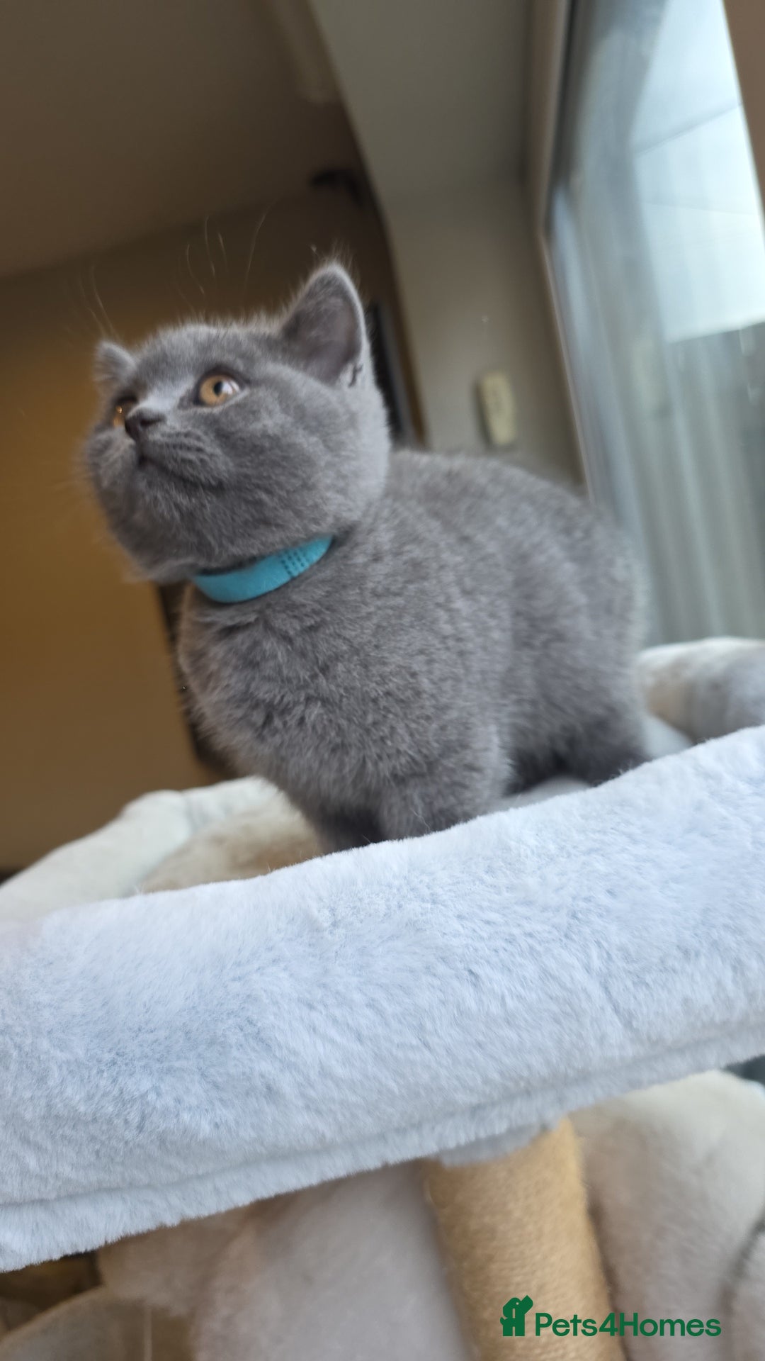 British Shorthair cats for sale: Festive Season Ready – GCCF BSH Kittens - Image 3