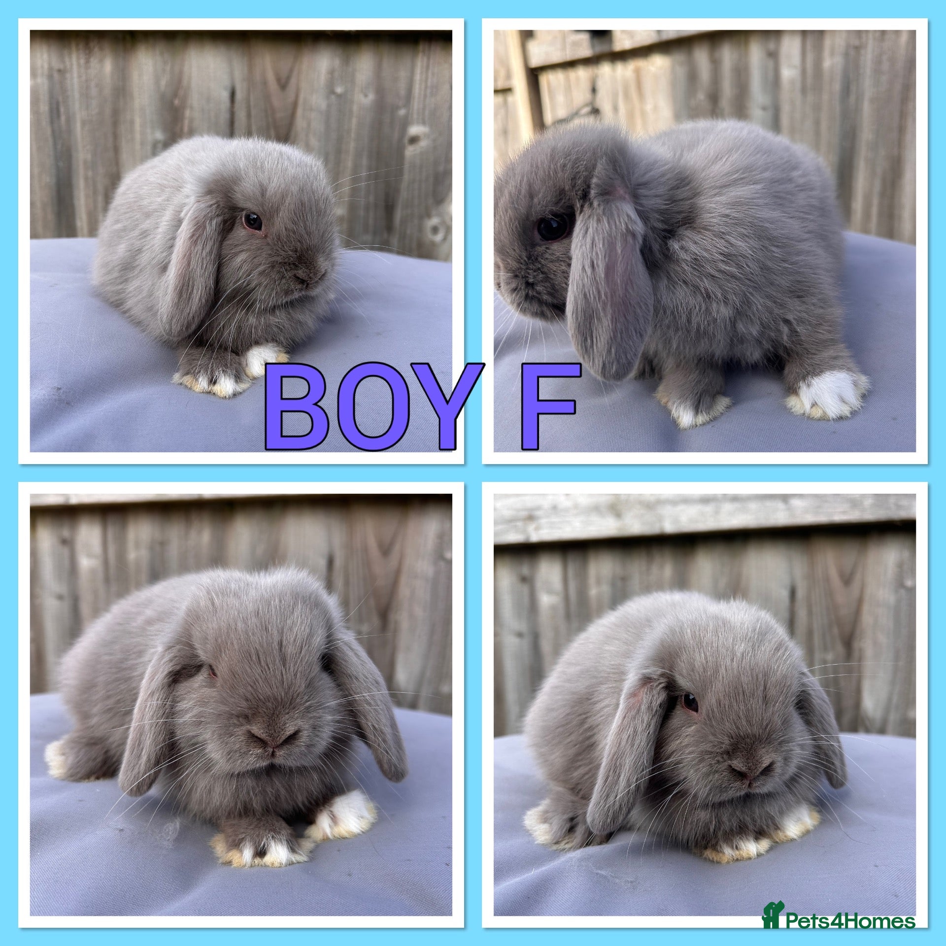 Mini Lop rabbits Mini lop babies  - Advert 2