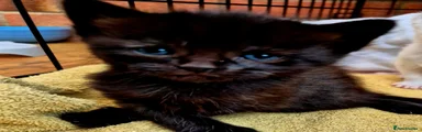 Mixed Breed Kitten 3