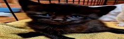 Mixed Breed cats for sale: Cute little kittens 😻😻😻 - Advert 14