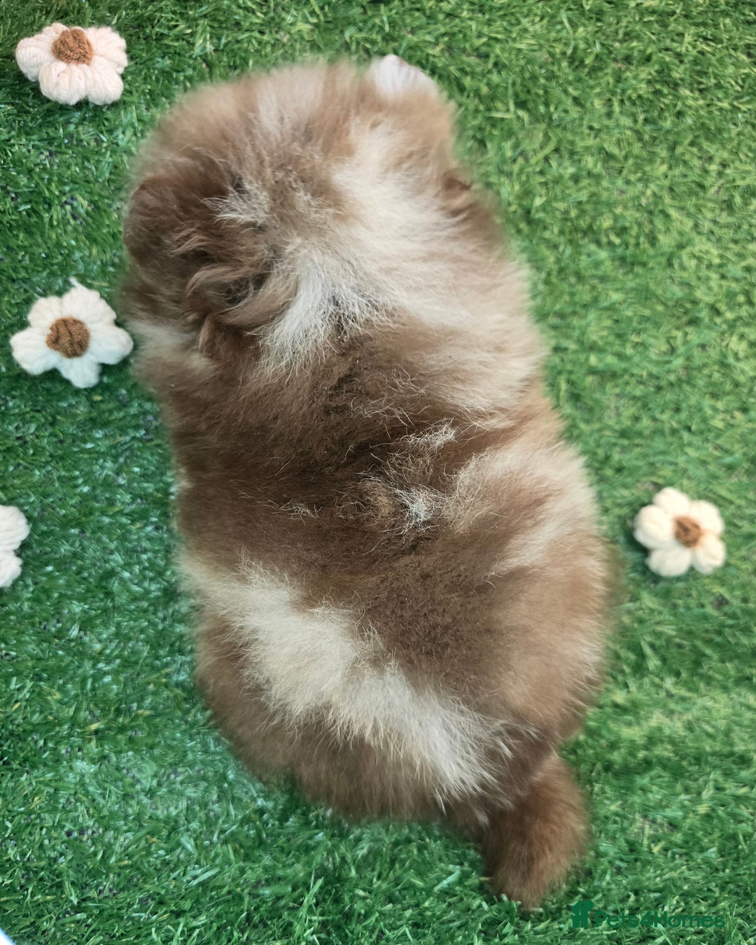 Pomeranian dogs for sale: 💜Lavender lilac chocolate merle exceptional poms - Advert 29