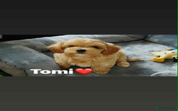 Maltipoo dogs for sale: Tiny F1 Asian Maltipoo puppies. Ready now! - Image 11