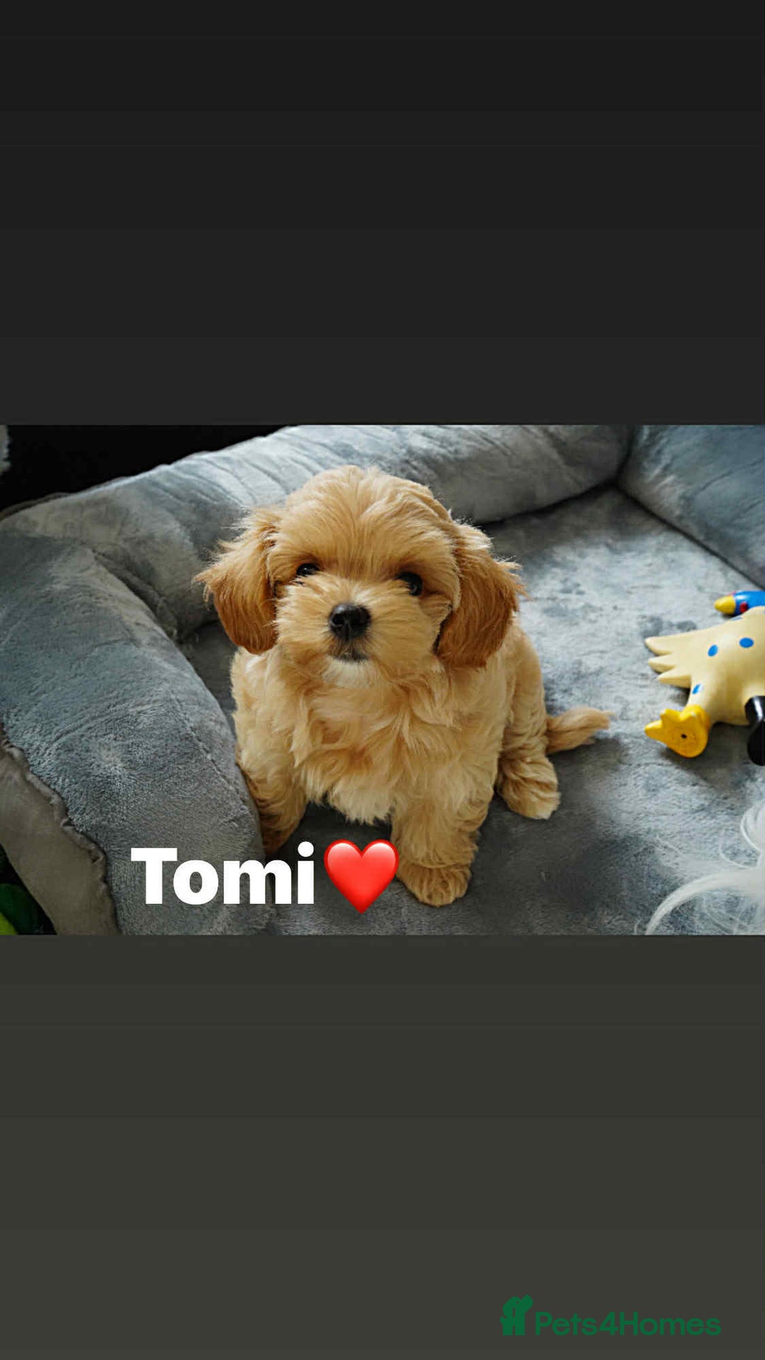 Maltipoo dogs for sale: Tiny F1 Asian Maltipoo puppies. Ready now! - Image 11