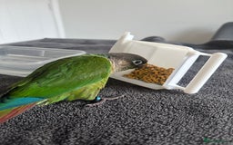 Conures birds for sale: Hand reared very tame conure - Image 5