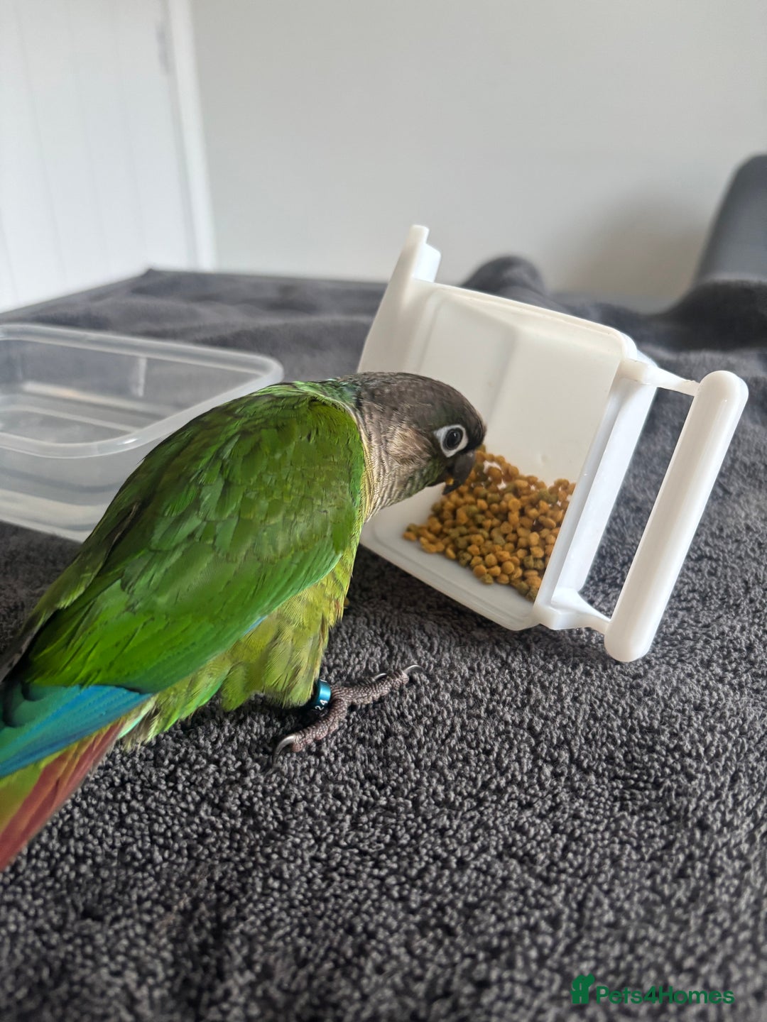 Conures birds for sale: Hand reared very tame conure - Image 5
