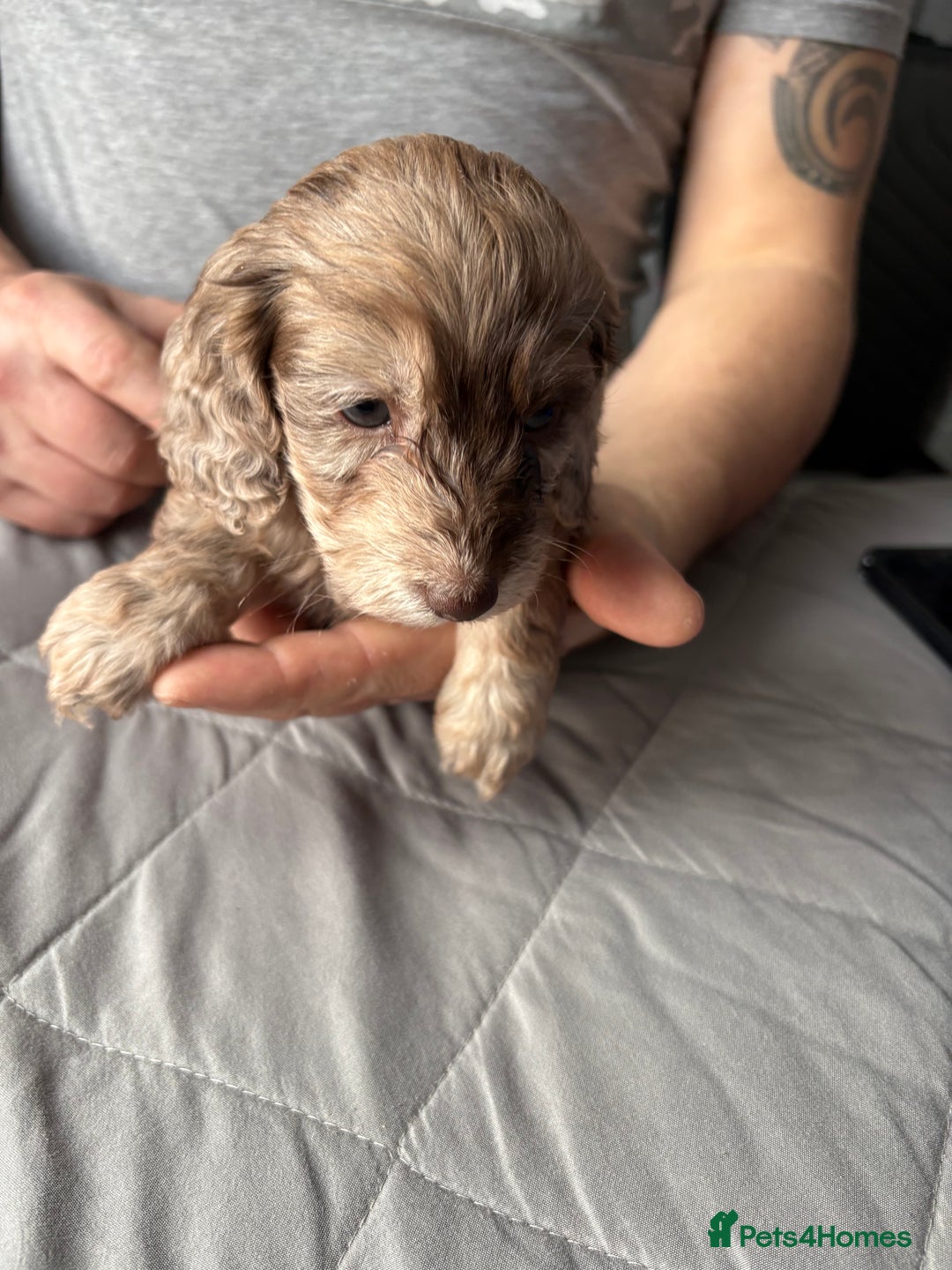 Mixed Breed dogs for sale: Dachshund x King Charles spaniel puppies for sale  - Advert 7