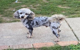 Cockapoo dogs for sale: F1 unique cockerpoo pups  - Image 10