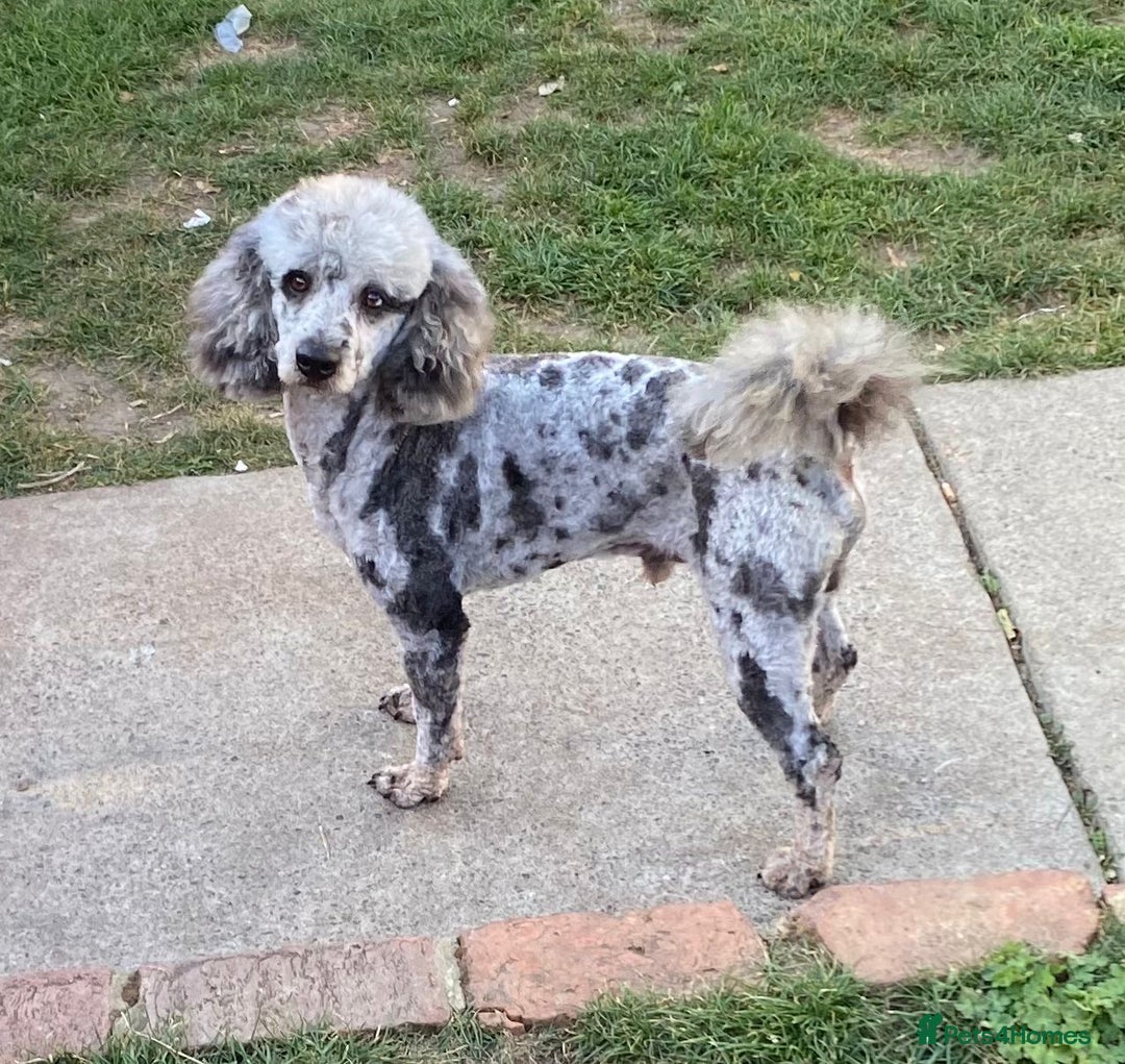 Cockapoo dogs for sale: F1 unique cockerpoo pups  - Image 10
