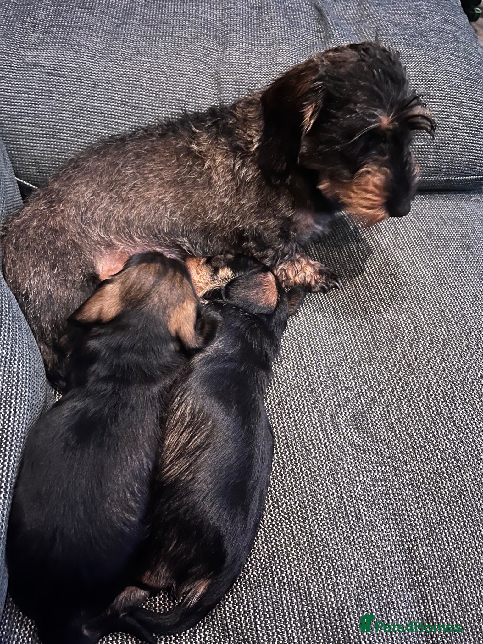 Miniature Dachshund dogs Lovely Miniature Wired hair dachshund male  - Advert 2