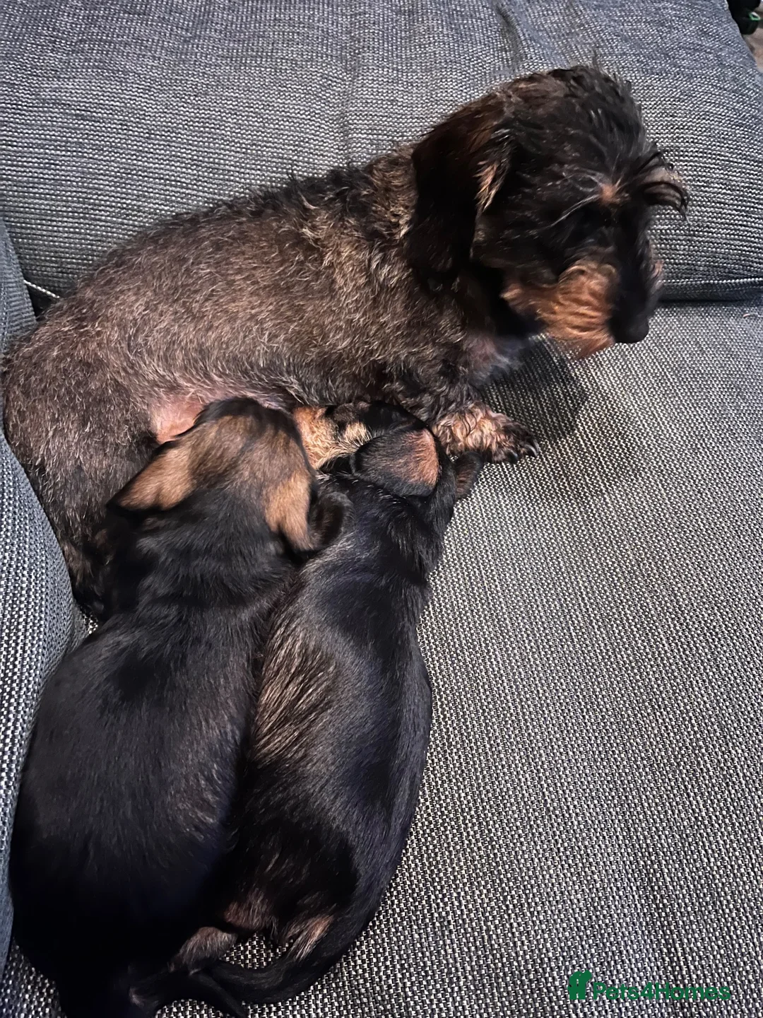 Miniature Dachshund dogs for sale: Lovely Miniature Wired hair dachshund male  in Cairndow - Advert 2