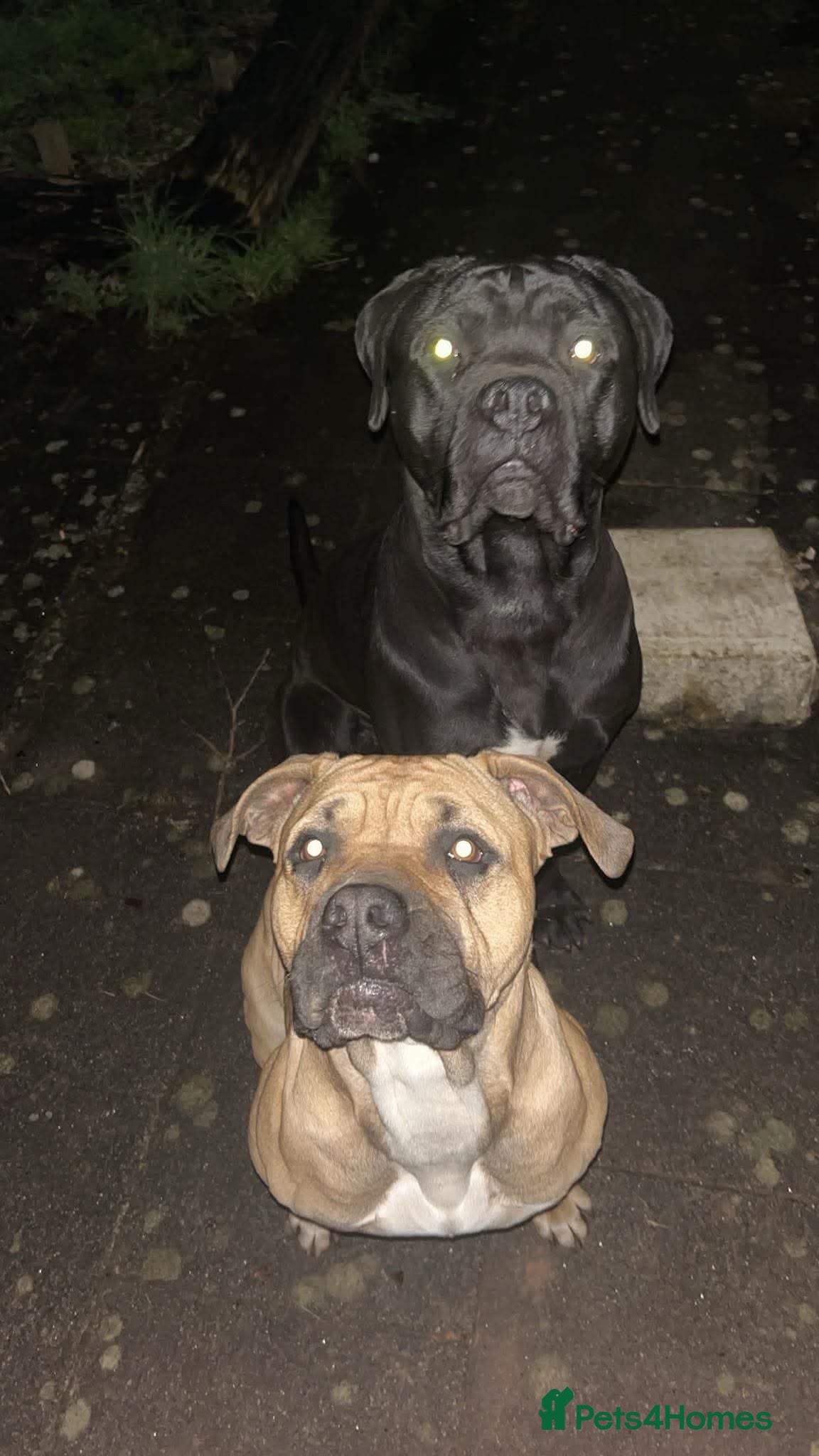 Mixed Breed dogs Cane Corsa x Bullmastiff - Advert 2