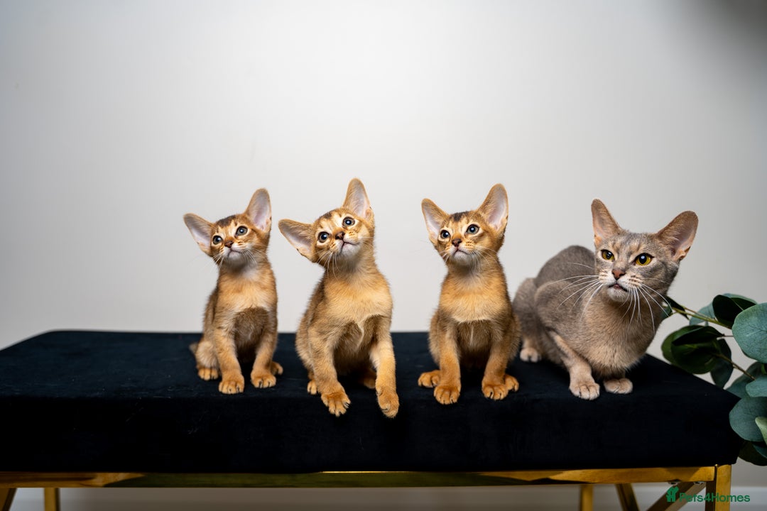 Abyssinian cats for sale: Elegant Abyssinian Kittens Champion Lines 🏆 🥇  - Image 30