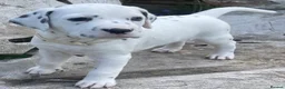 Dalmatian dogs for sale: Dalmatian puppies (5 males and 2 bitches) - Advert 7