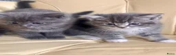 Mixed Breed cats for sale: Gorgeous kittens  - Advert 3