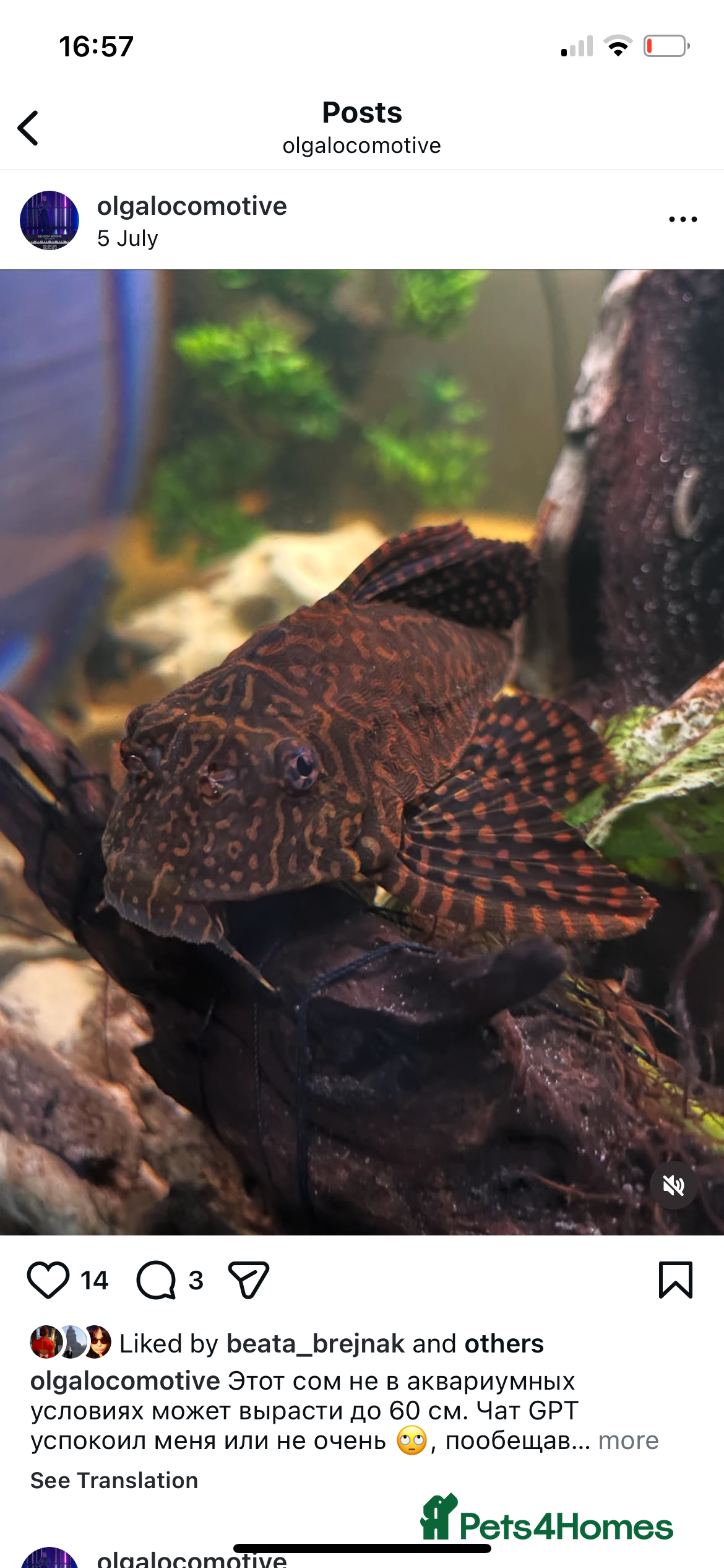 Plecos fish Leopard Pleco - Advert 7