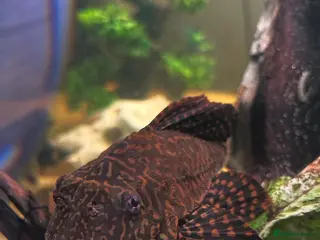 Plecos fish Leopard Pleco - Advert 7