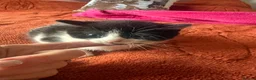 Mixed Breed cats for sale: Beautiful placid kittens  - Advert 3