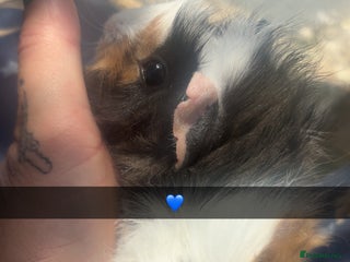 Guinea Pig rodents - Advert 30