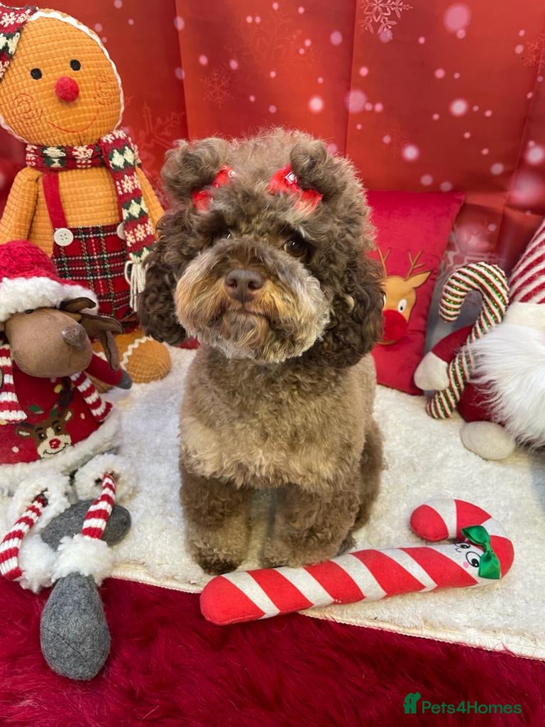 Mixed Breed dogs Beautiful litter of Cockerpoo x Caverpoo puppies - Advert 1
