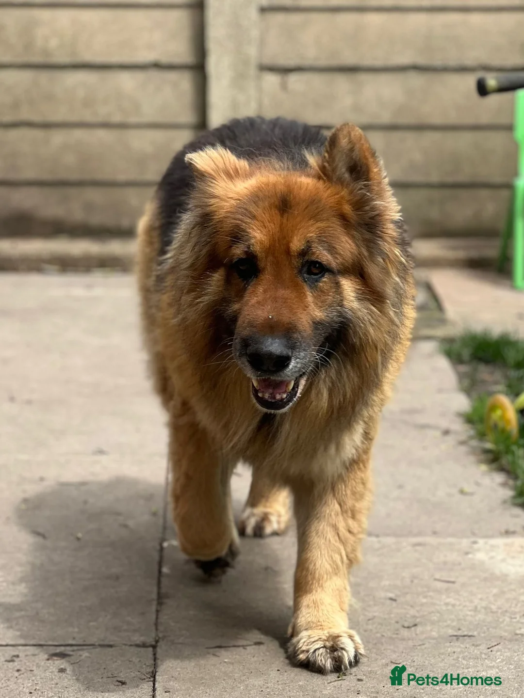 German Shepherd dogs for sale: 2 Adult German shepherds for free. - Advert 1